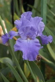 Apertura straordinaria per il Giardino dell’Iris