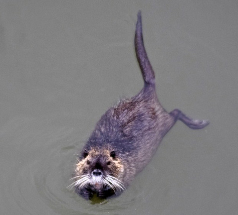 Nutria