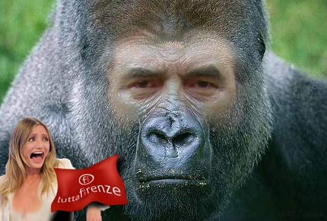 KING-KONK01-r