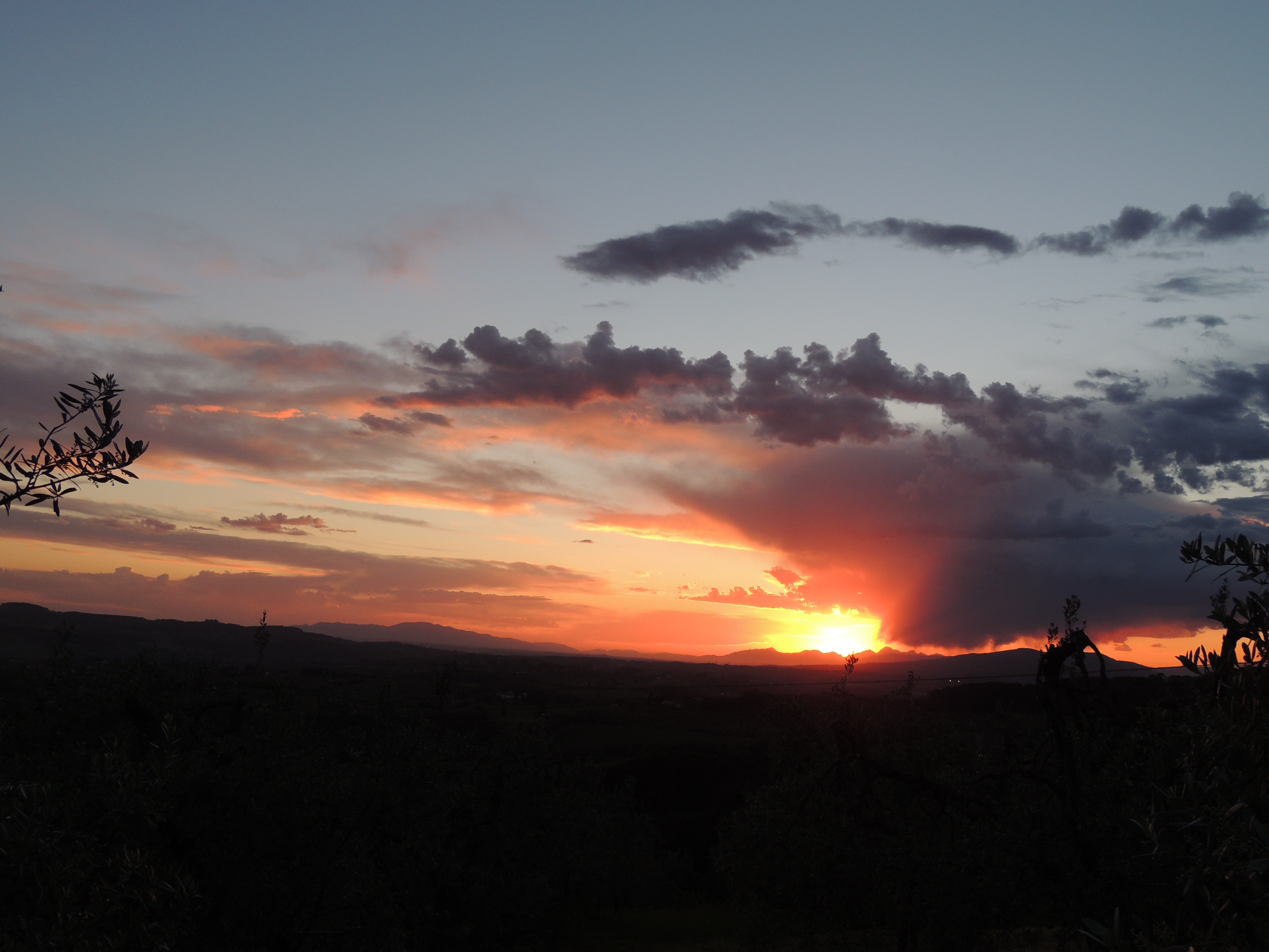Imbrunire su i filari di viti