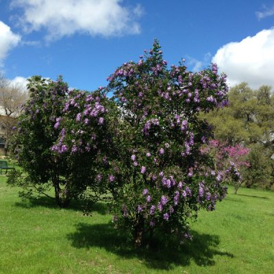 Primavera in Texas