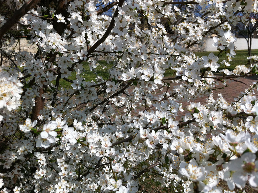 fiori_pesco