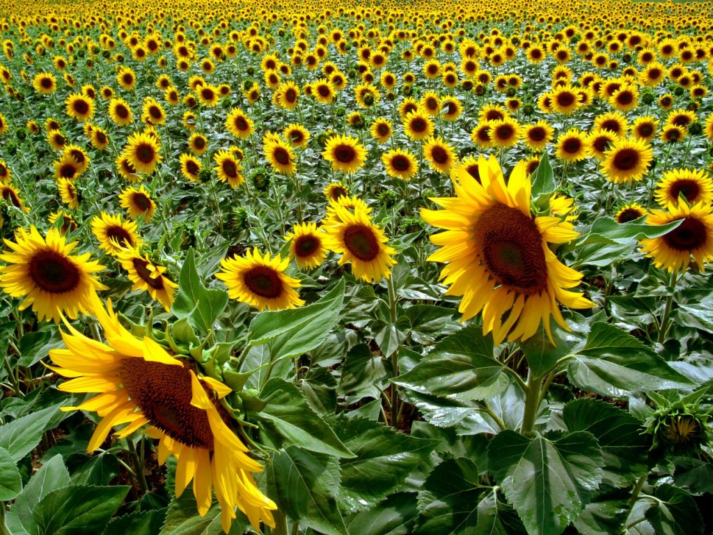 girasoli1