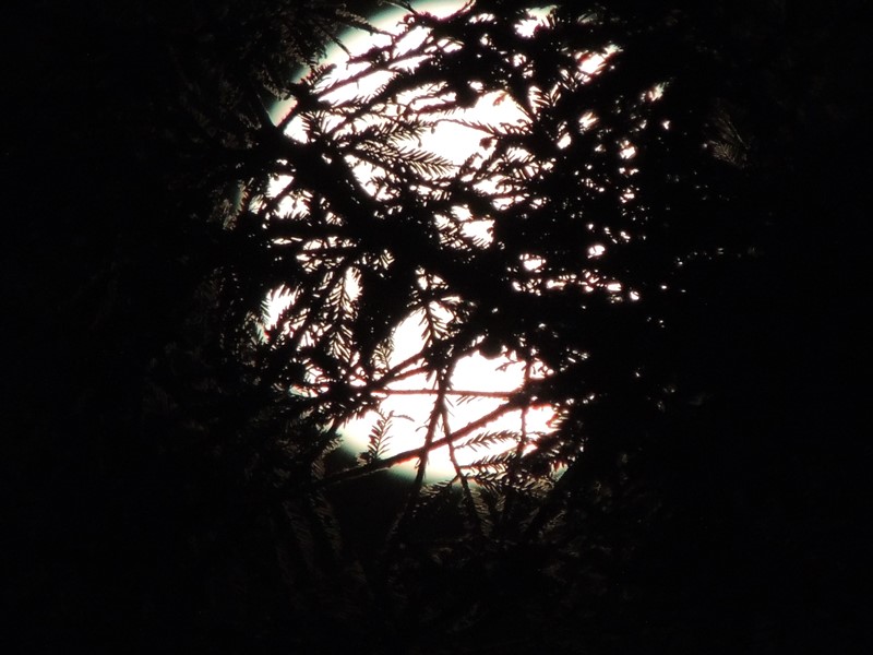 luna blu