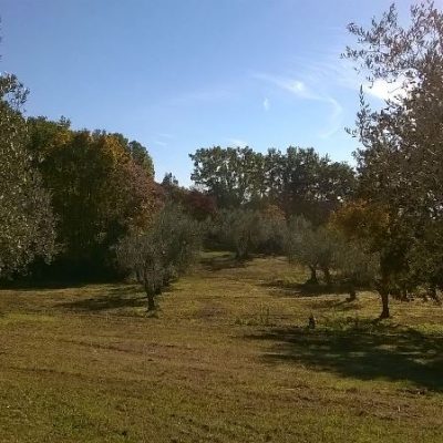 “Brucare”… Olio nuovo