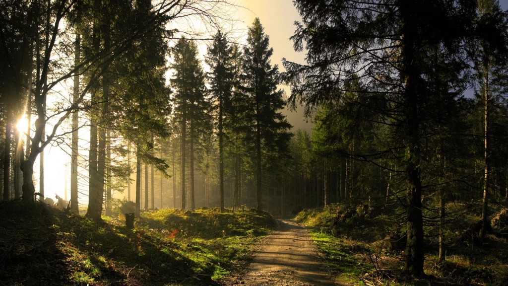 Foto di http://allwallpapersfree.blogspot.com