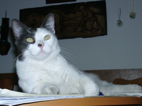 Zorba!