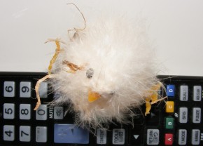 telecomando_pasquale