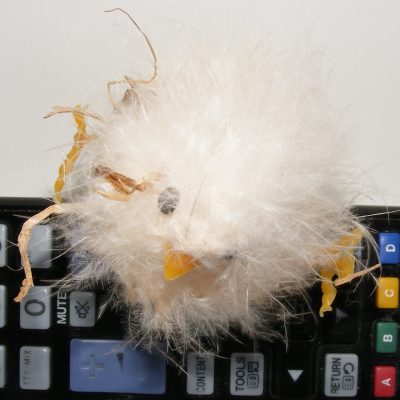 Un telecomando di nome Pasquale