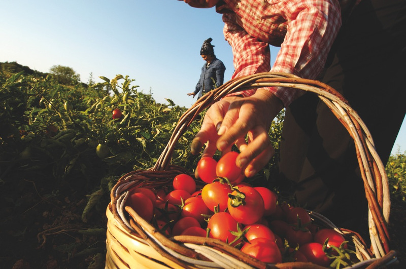 dark side of italian tomatoe