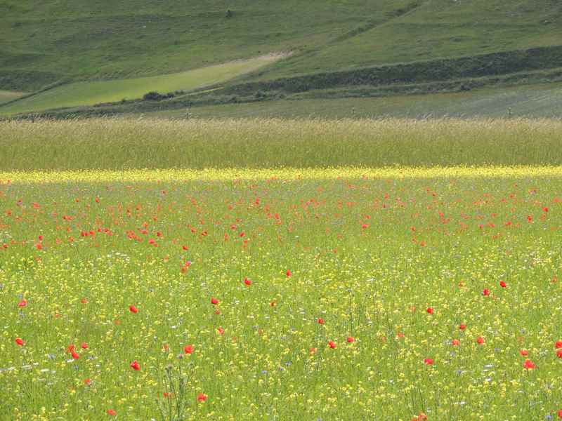 Castelluccio la vallata delle lenticchie