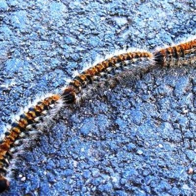 Invasione processionaria: chiude metà Viale Guidoni dal 20 al 28 marzo