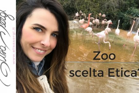 Allo zoo: si o no ???
